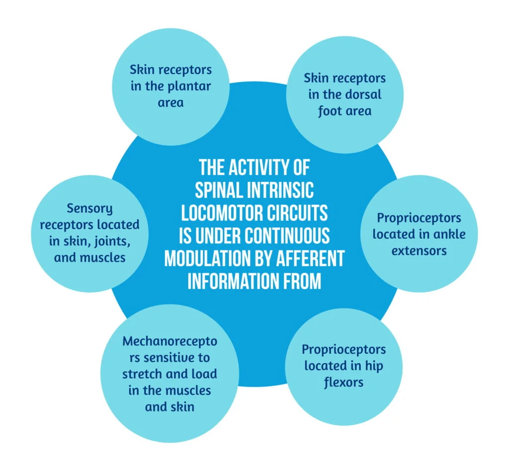 Locomotion training after spinal cord injury- the physiological basis of neurorehabilitation 5 04 Modulating factors for spinal intrinsic locomotor circuits
