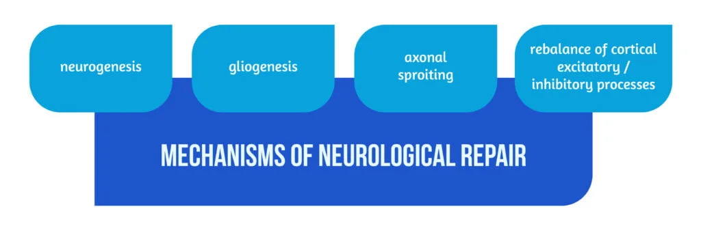 Recovery of motor function continues for more than one year after a stroke 4 Figure 3 Mechanisms of Neurological Repair