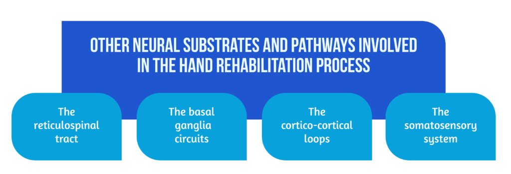Graph 2. Other neural substrates and pathways involved in the hand rehabilitation