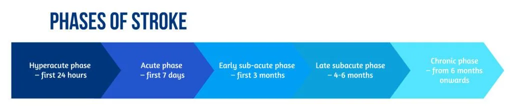 Motor function after stroke is promoted by early neural network reorganization 2 Grafice articol blog EFNR 01