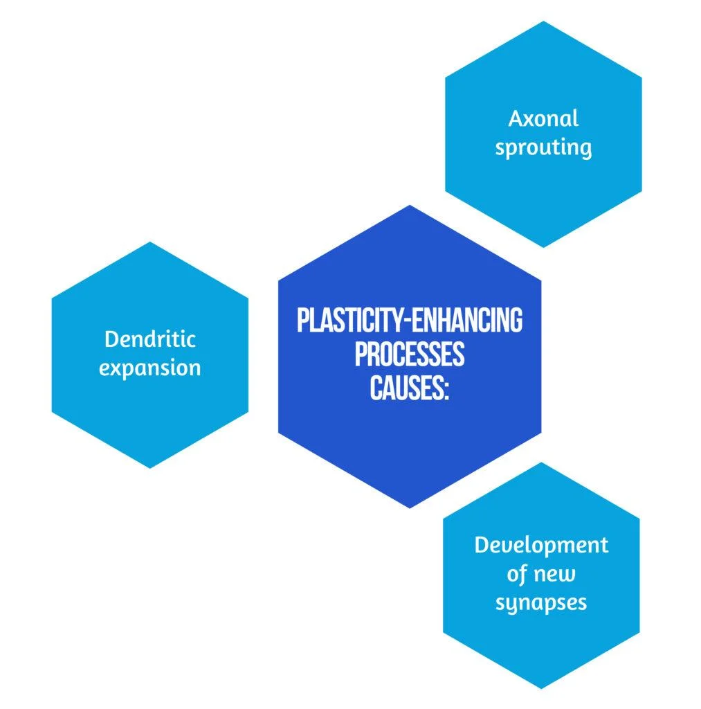 Motor function after stroke is promoted by early neural network reorganization 3 Grafice articol blog EFNR 02