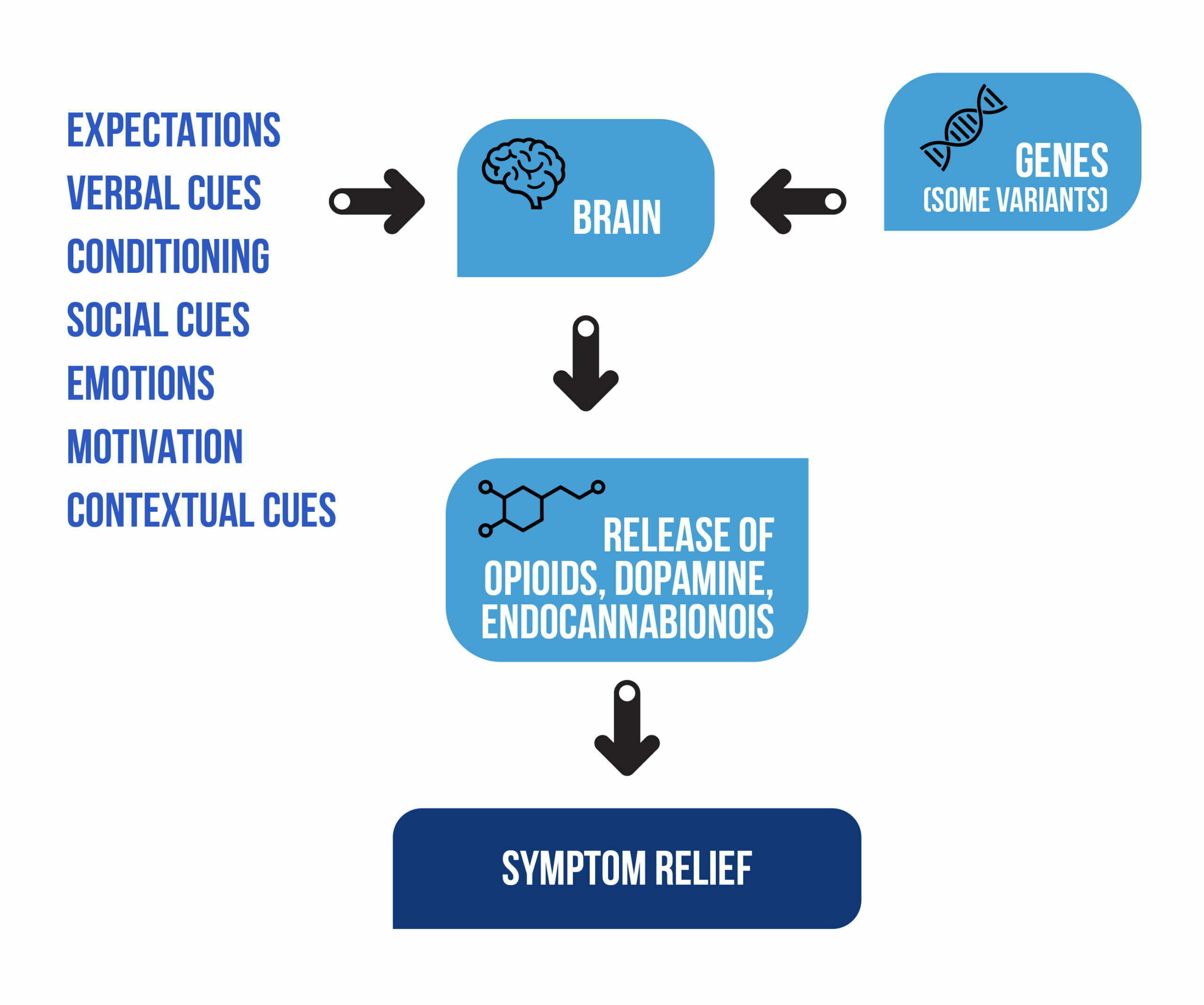 Figure 2 Mechanisms of the placebo effect scaled