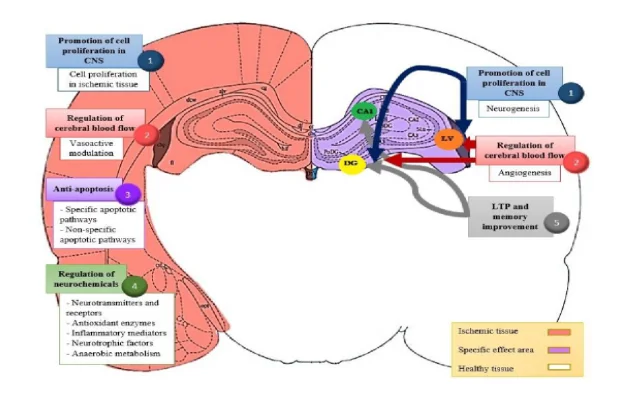 Intrinsic Mechanisms of Acupuncture in Ischemic Stroke Rehabilitation 4 efnr