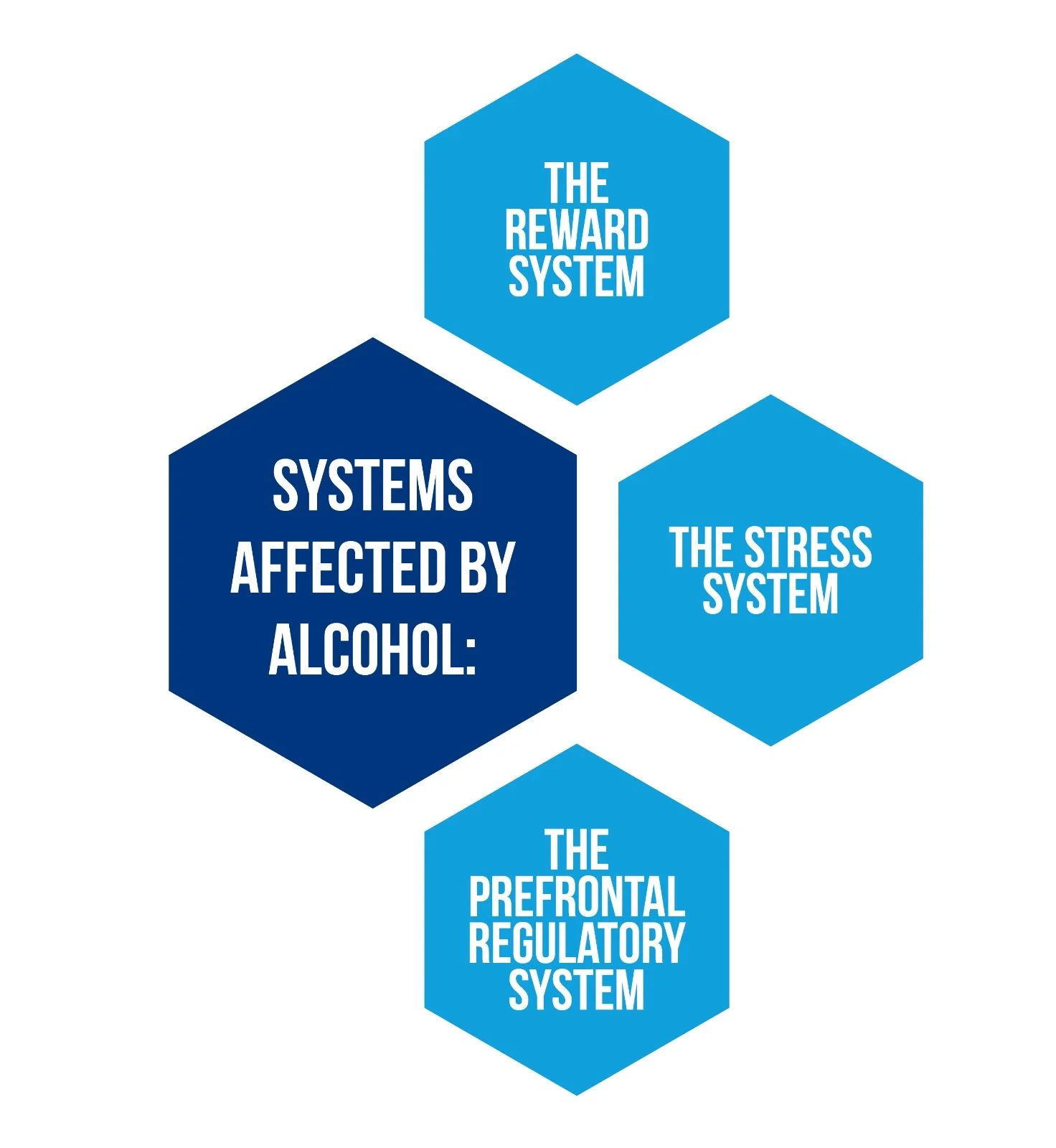 What are the implications of alcoholism in neuroplasticity? 4 WhatsApp Image 2023 11 07 at 10.19.02 2