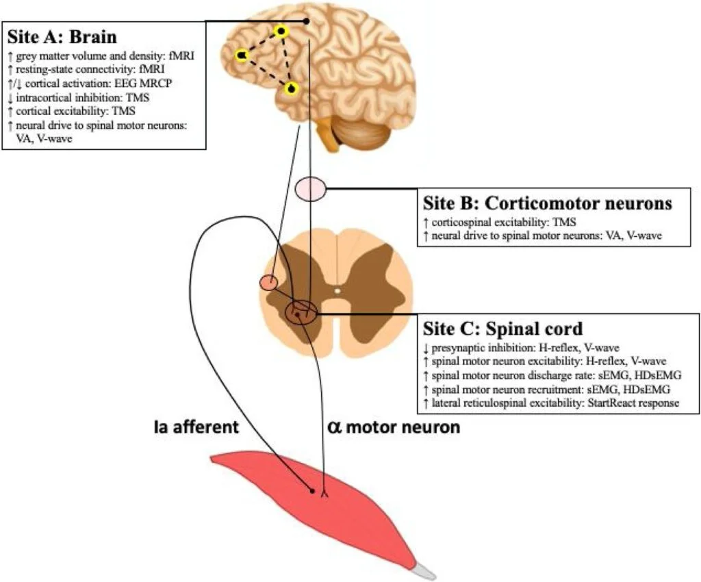 Does exercise induce neuroplasticity? 2 efnr 1